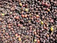 Prirodzené sušenie kávy - na zrne sa nachádza celý plod, ktorý bude odstránený neskôr