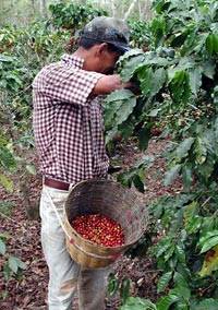 Zberač kávy denne zozbiera 45-90kg kávových bobúľ. iba 20% z tohto je hmotnosť kávových zŕn.